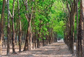 Sử dụng sản phẩm từ gỗ cây trồng  là góp phần bảo vệ môi trường