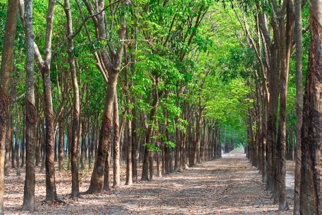 Sử dụng sản phẩm từ gỗ cây trồng  là góp phần bảo vệ môi trường